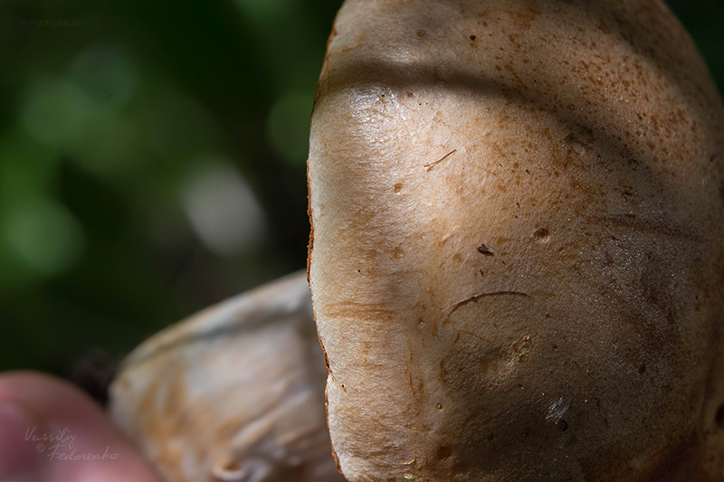 cortinarius-15.jpg