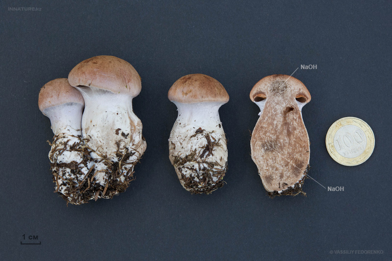 cortinarius-15_1.jpg