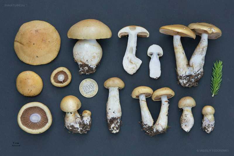cortinarius-15_2.jpg