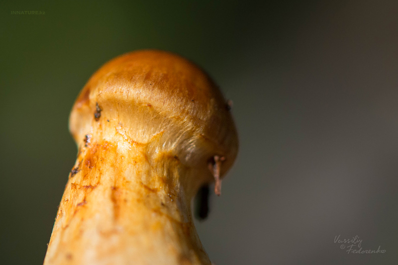 cortinarius-15_4.jpg