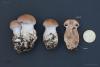 cortinarius-15_t1_1.jpg