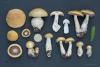 cortinarius-15_t1_2.jpg