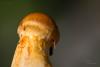 cortinarius-15_t1_4.jpg