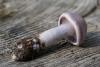 cortinarius-15_t1_6.jpg