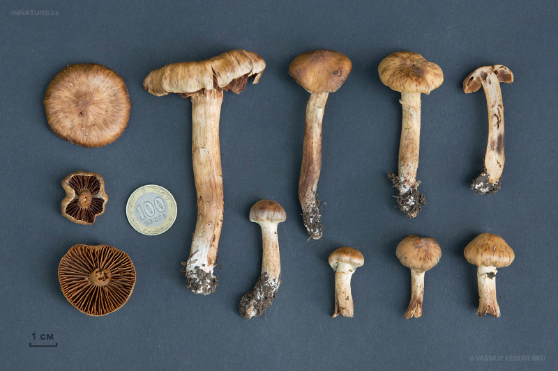 cortinarius-16_2.jpg