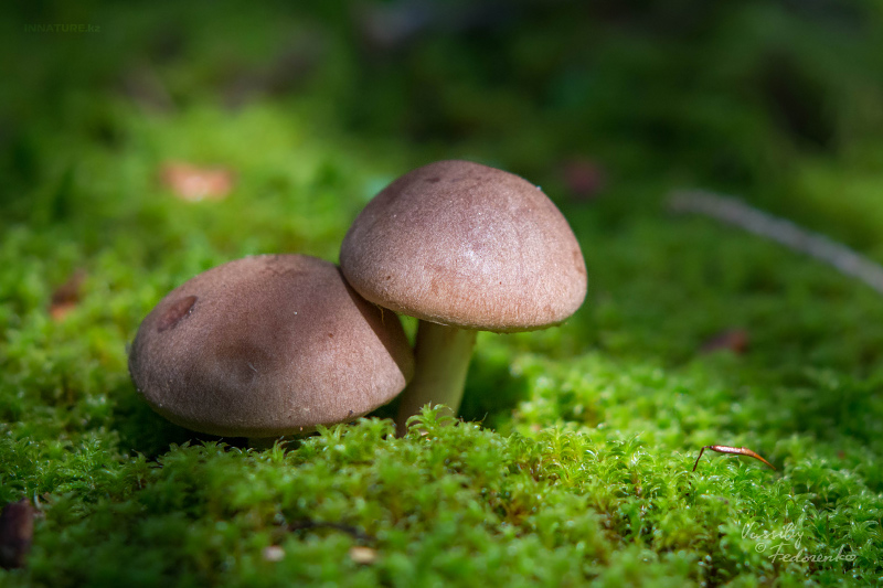 cortinarius-16_4.jpg