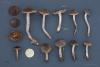 cortinarius-16_t1_1.jpg
