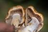 cortinarius-16_t1_3.jpg
