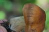 cortinarius-17_t1.jpg