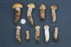 cortinarius-17_t1_1.jpg