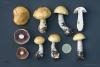 cortinarius-17_t1_2.jpg