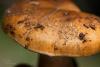 cortinarius-17_t1_3.jpg