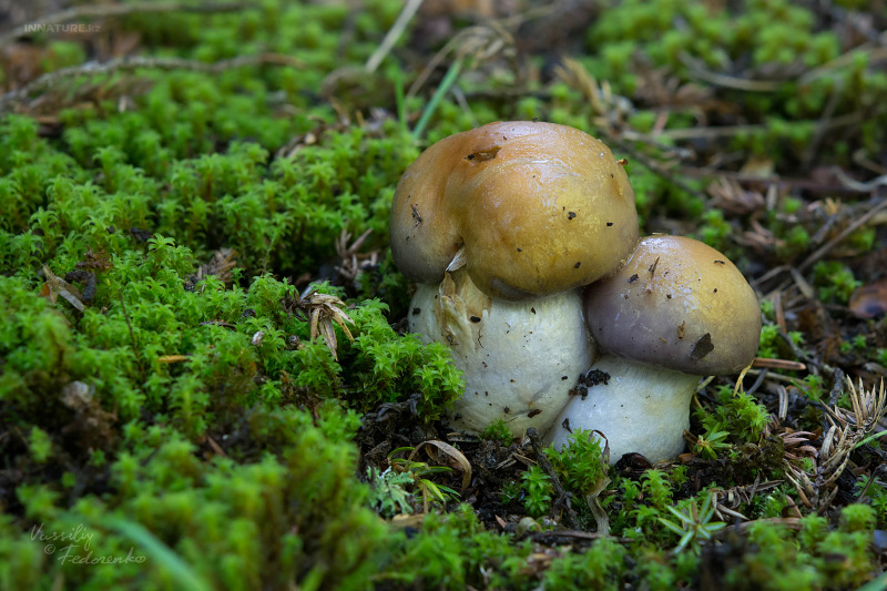 cortinarius-18_1.jpg