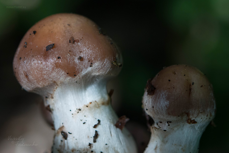 cortinarius-18_3.jpg