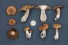 cortinarius-18_t1.jpg