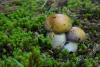 cortinarius-18_t1_1.jpg
