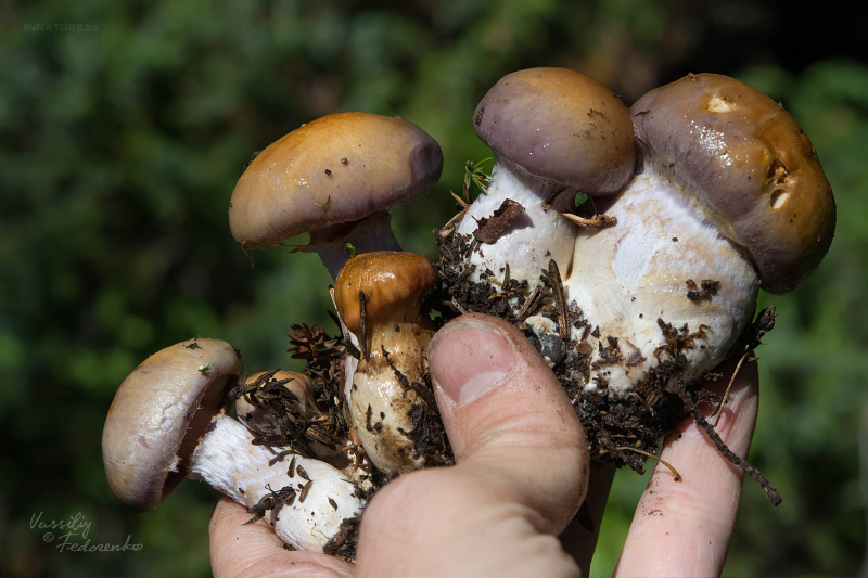 cortinarius-19.jpg