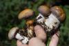 cortinarius-19_t1.jpg
