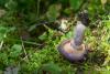 cortinarius-22_t1.jpg