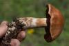 cortinarius-23_t1_1.jpg