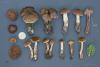 cortinarius-24_t1.jpg