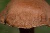 cortinarius-24_t1_1.jpg