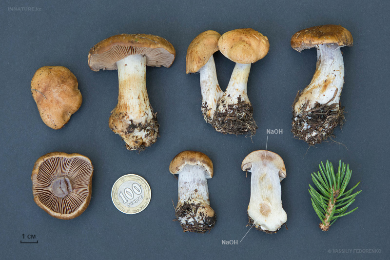 cortinarius-25.jpg