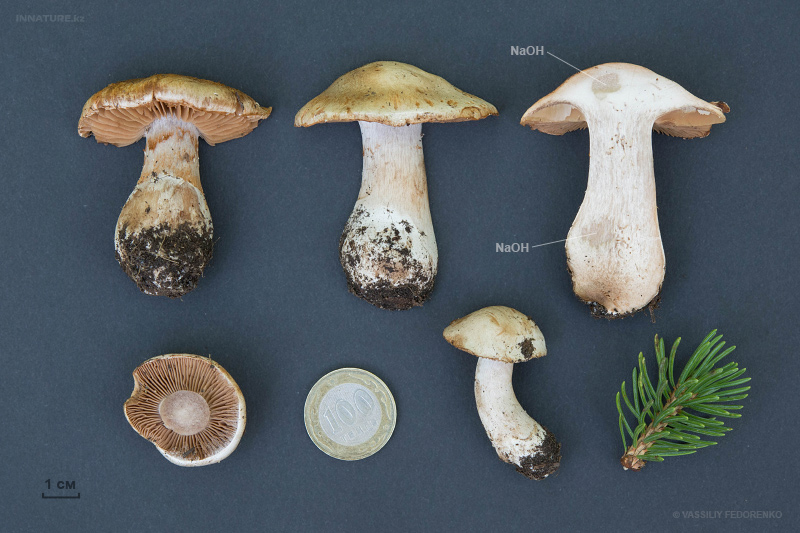 cortinarius-26.jpg