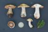 cortinarius-26_t1.jpg