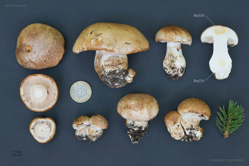 cortinarius-27.jpg