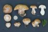 cortinarius-27_t1.jpg