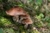 cortinarius-27_t1_1.jpg