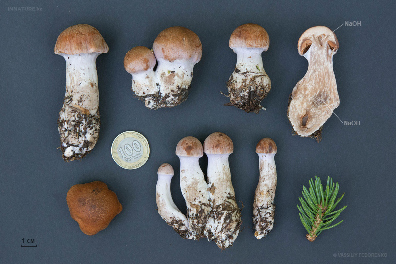 cortinarius-28.jpg