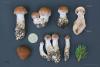 cortinarius-28_t1.jpg
