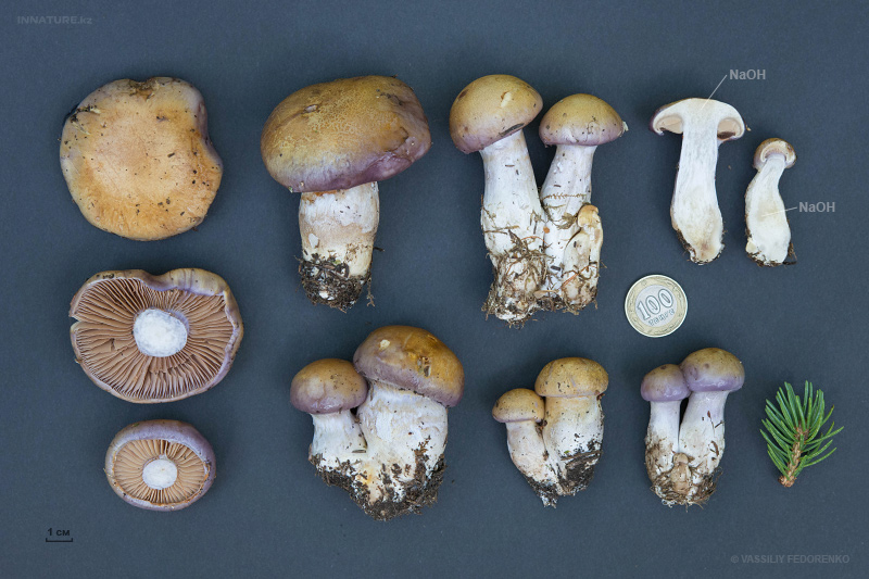 cortinarius-29.jpg