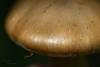 cortinarius-29_t1_1.jpg