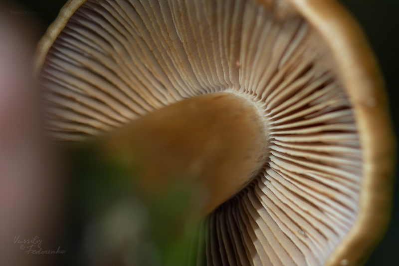cortinarius-30.jpg