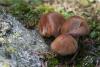 cortinarius-31_t1.jpg