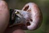 cortinarius-32_t1.jpg