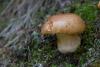 cortinarius-33_t1.jpg