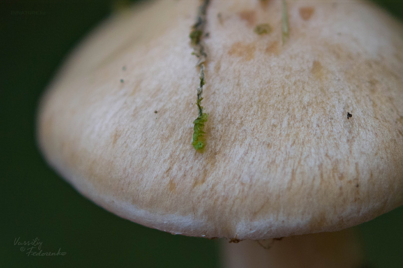 cortinarius-37.jpg