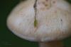 cortinarius-37_t1.jpg
