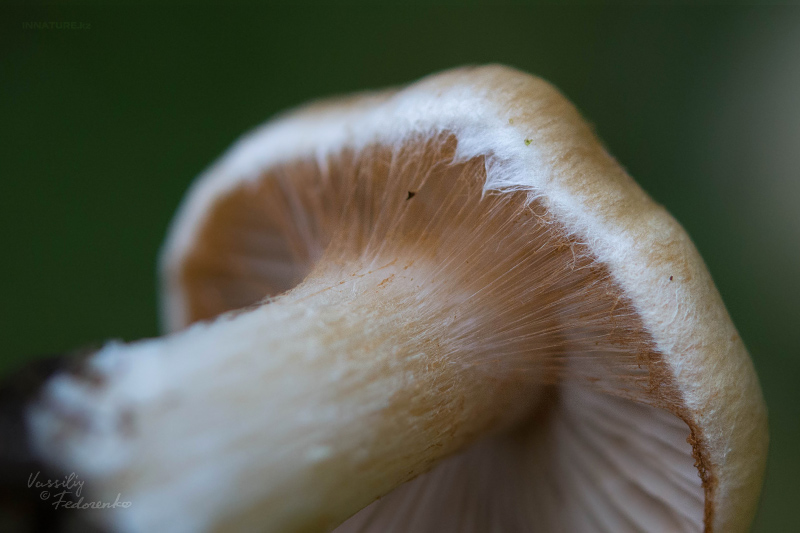 cortinarius-38.jpg