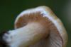 cortinarius-38_t1.jpg