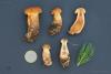 cortinarius-41_t1.jpg