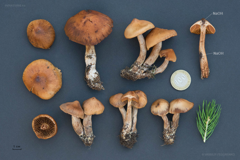 cortinarius-42.jpg