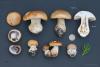 cortinarius-44_t1.jpg