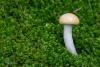 cortinarius-delibutus-01_t1.jpg