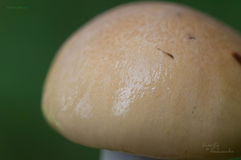 cortinarius-delibutus-02.jpg