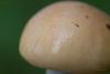 cortinarius-delibutus-02_t1.jpg